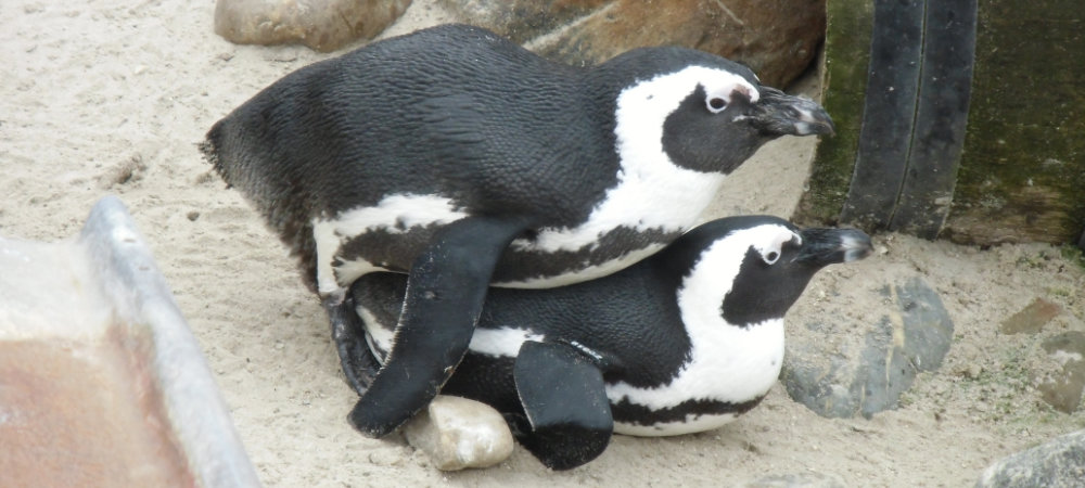Pinguin • Einfach erklärt, Steckbrief, Lebensweise · [mit Video]